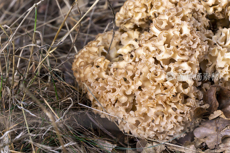 花椰菜蘑菇或克劳斯Glucke - Sparassis crispa in forest